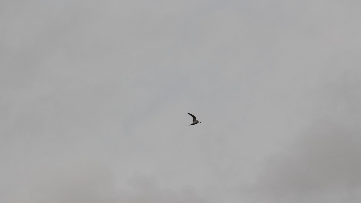 Least Tern - ML618836991