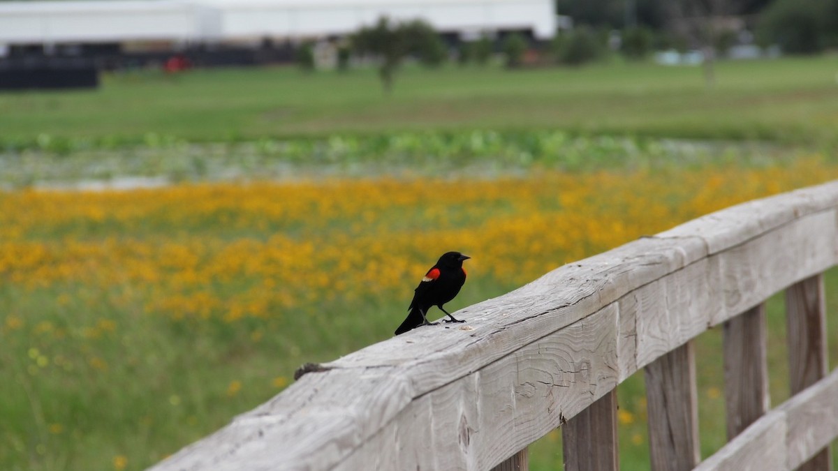 Red-winged Blackbird - Texas Bird Family