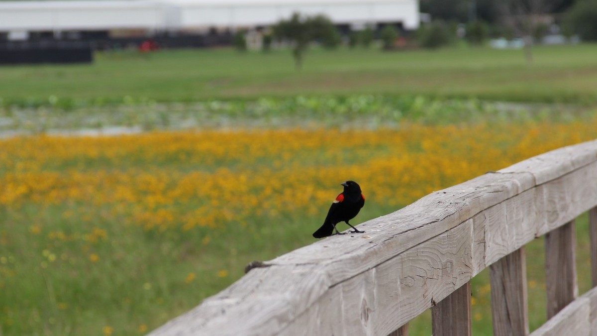 Red-winged Blackbird - Texas Bird Family