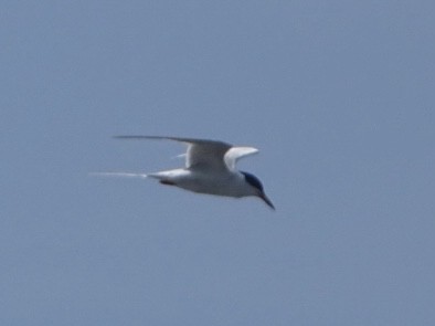 Forster's Tern - Robert Solomon