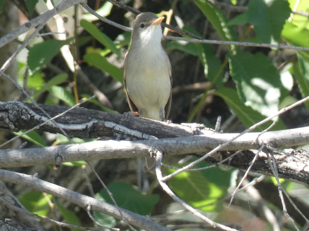 Western Olivaceous Warbler - Franqui Illanes