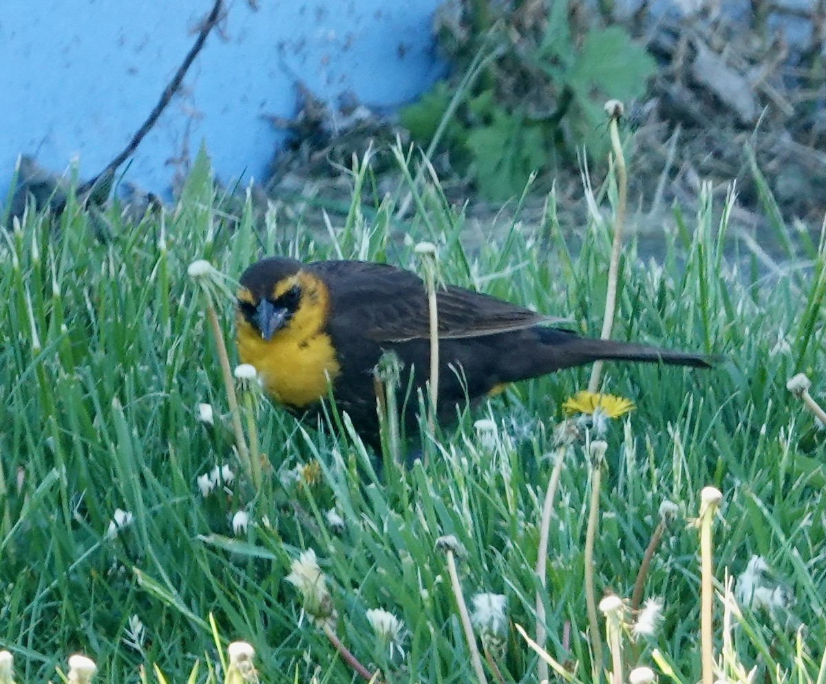 Yellow-headed Blackbird - ML618837024