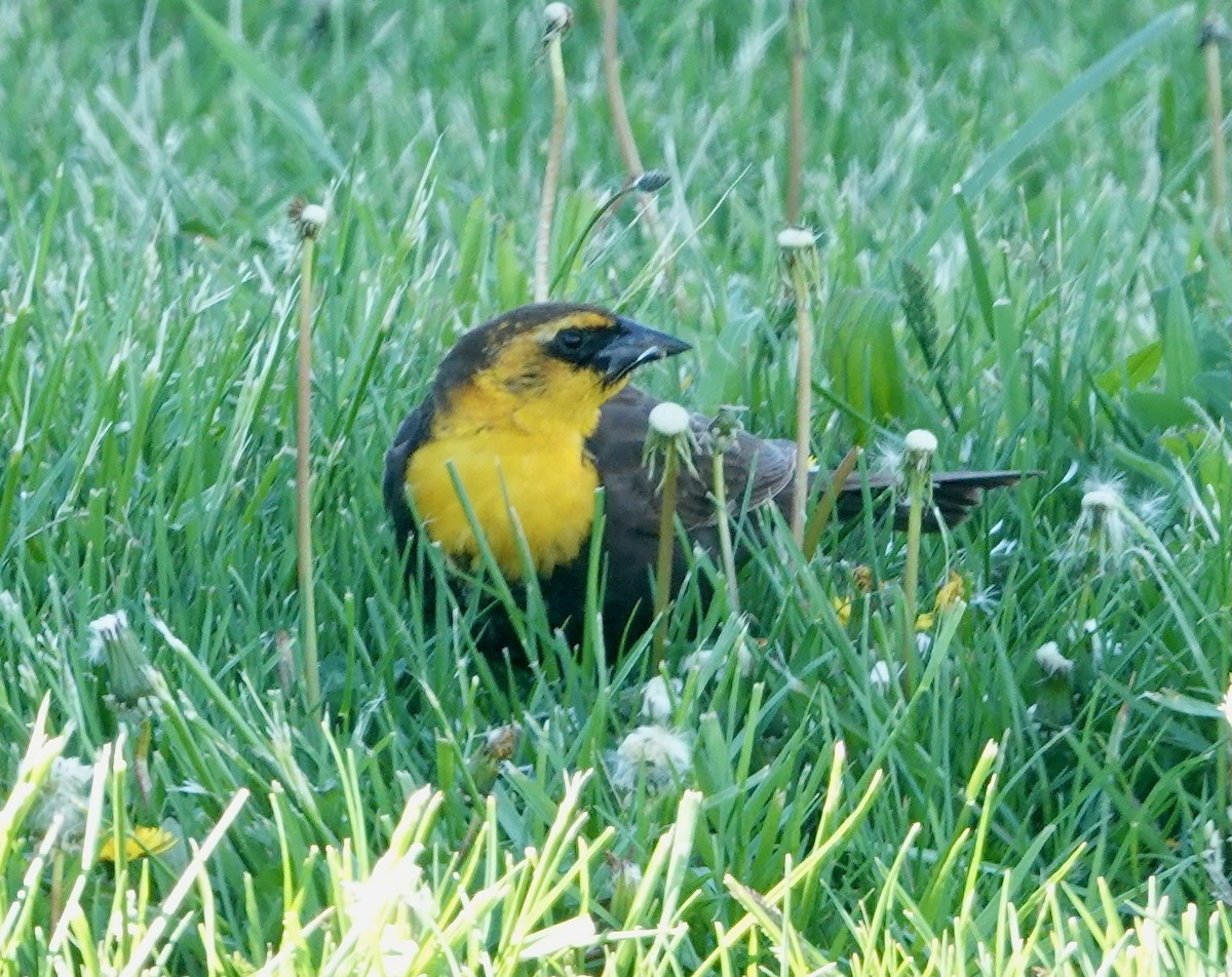 Yellow-headed Blackbird - ML618837025