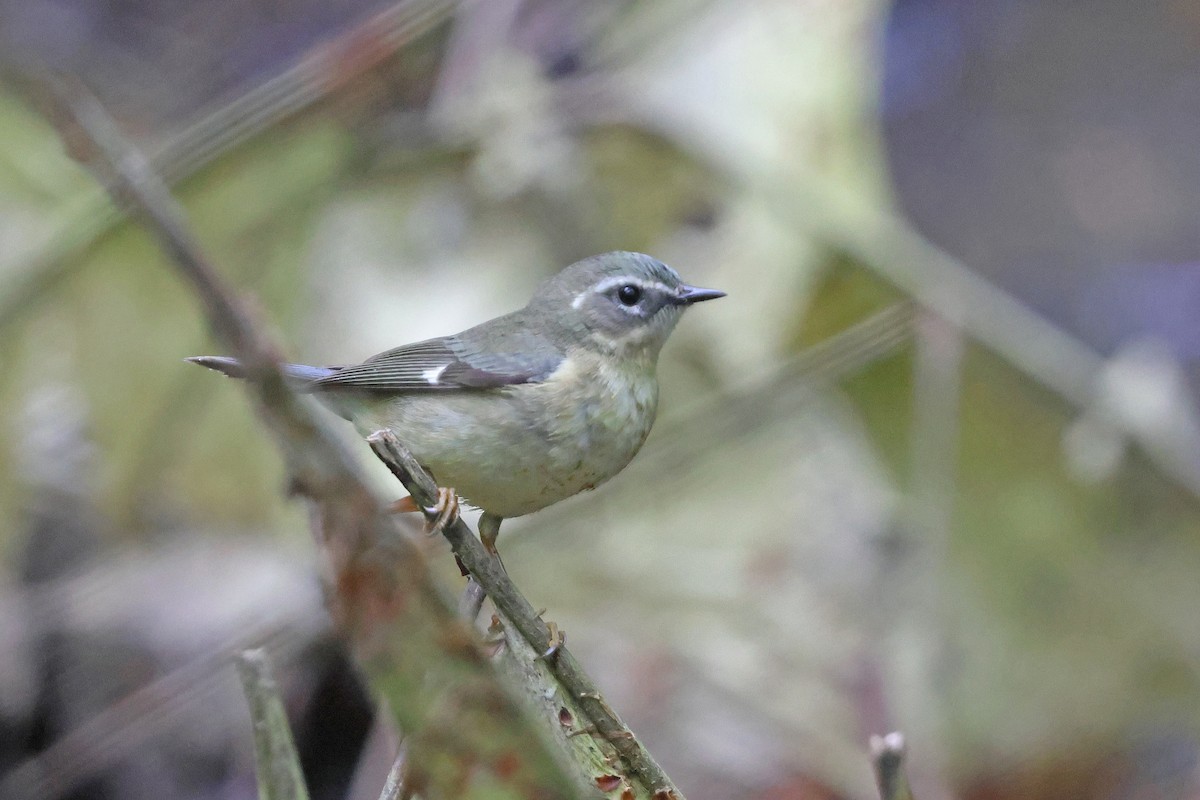 Black-throated Blue Warbler - ML618837026