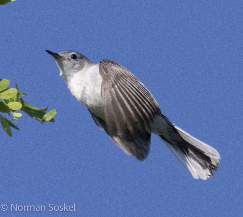Blue-gray Gnatcatcher - Norman Soskel