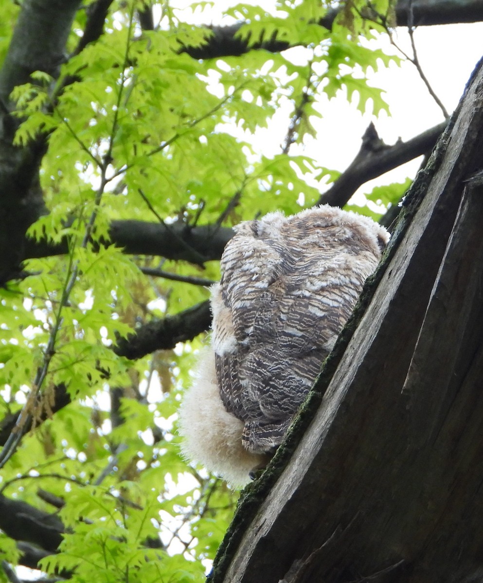 Great Horned Owl - Shirley Andrews