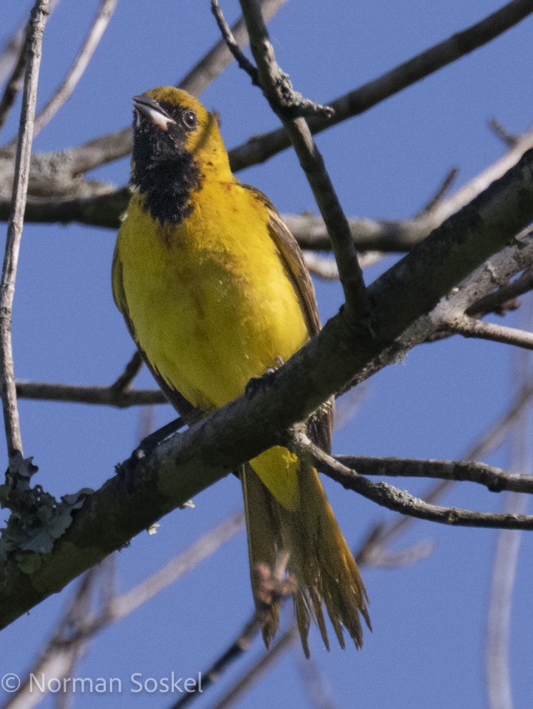 Orchard Oriole - Norman Soskel
