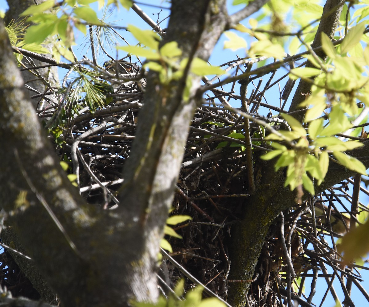 Cooper's Hawk - ML618837054