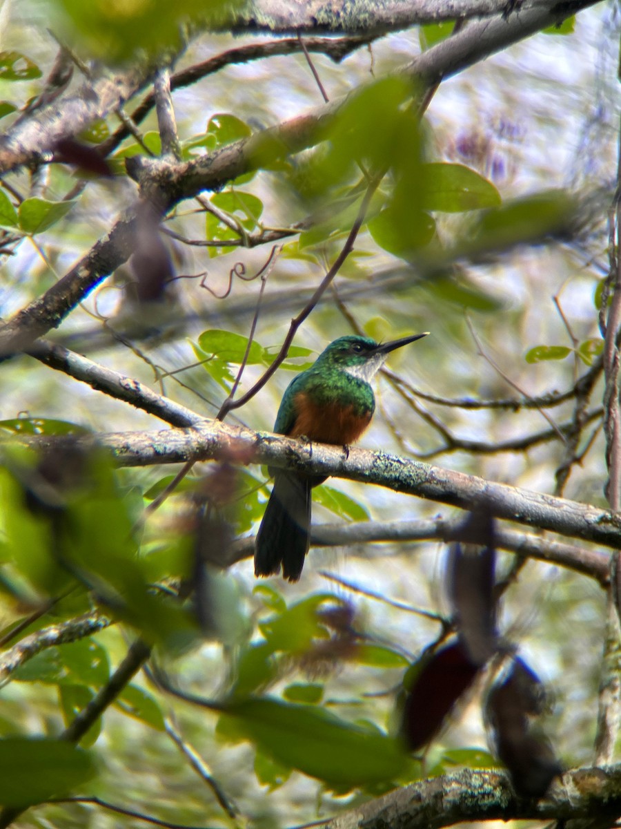 Green-tailed Jacamar - Simón Vallejo ramirez