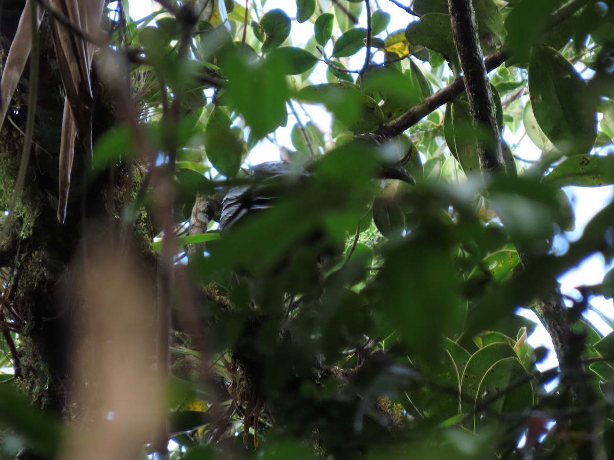 Andean Guan - Cristian Cufiño