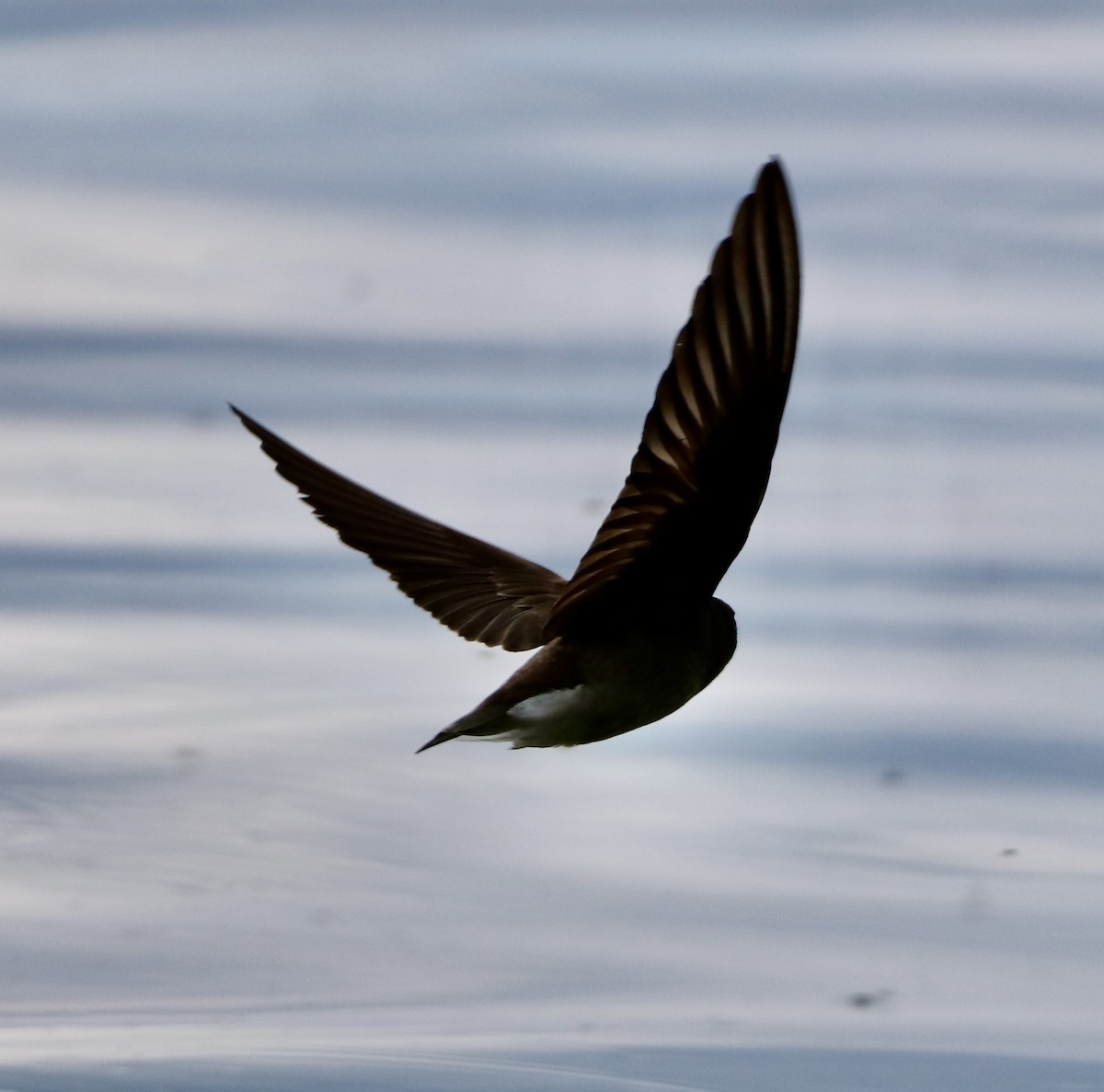 Northern Rough-winged Swallow - Carla Morris