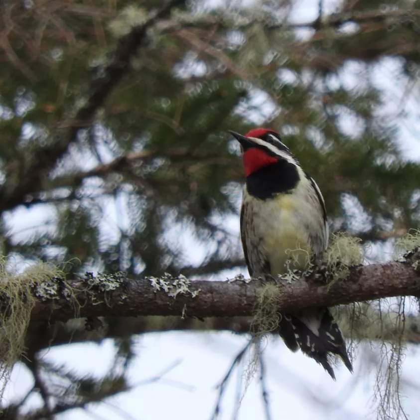 Yellow-bellied Sapsucker - Ron Arvidson