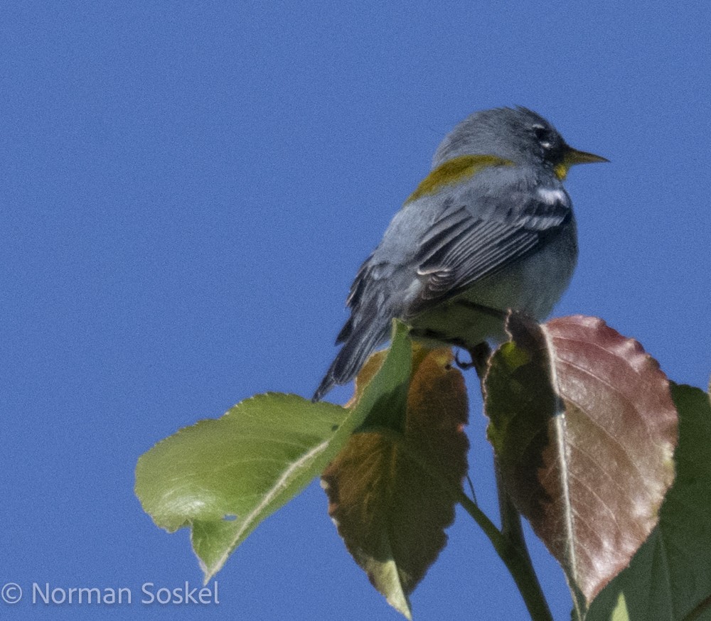 Northern Parula - Norman Soskel