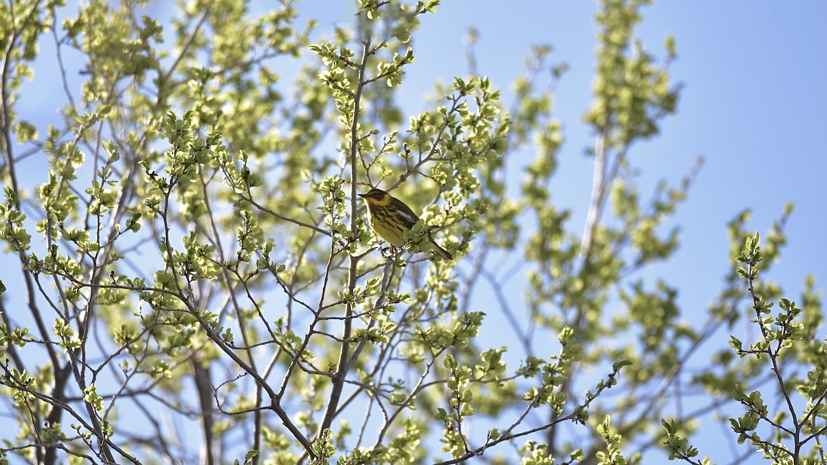Cape May Warbler - ML618837097