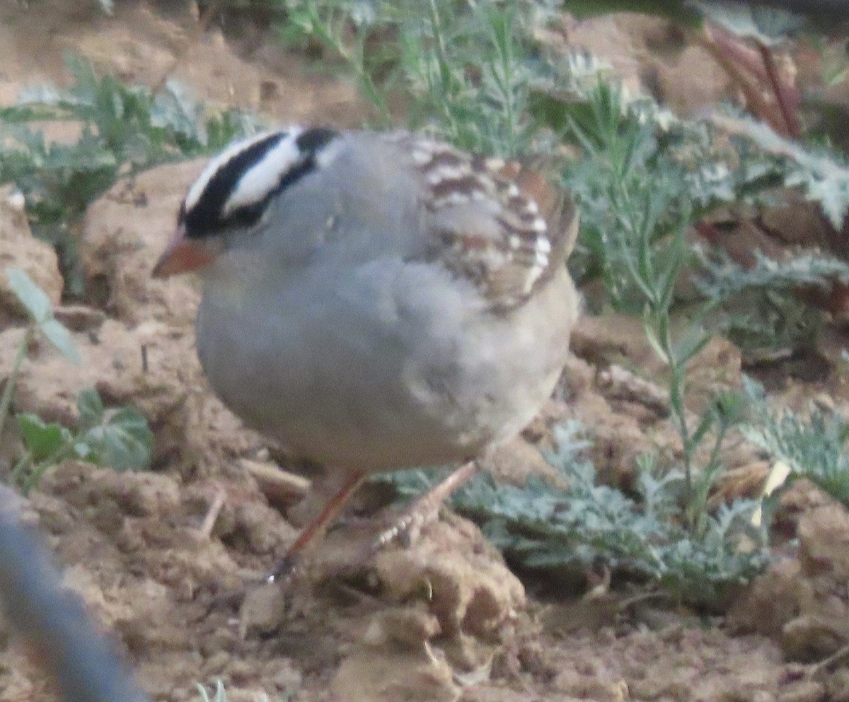 White-crowned Sparrow - Charlotte (Charlie) Sartor