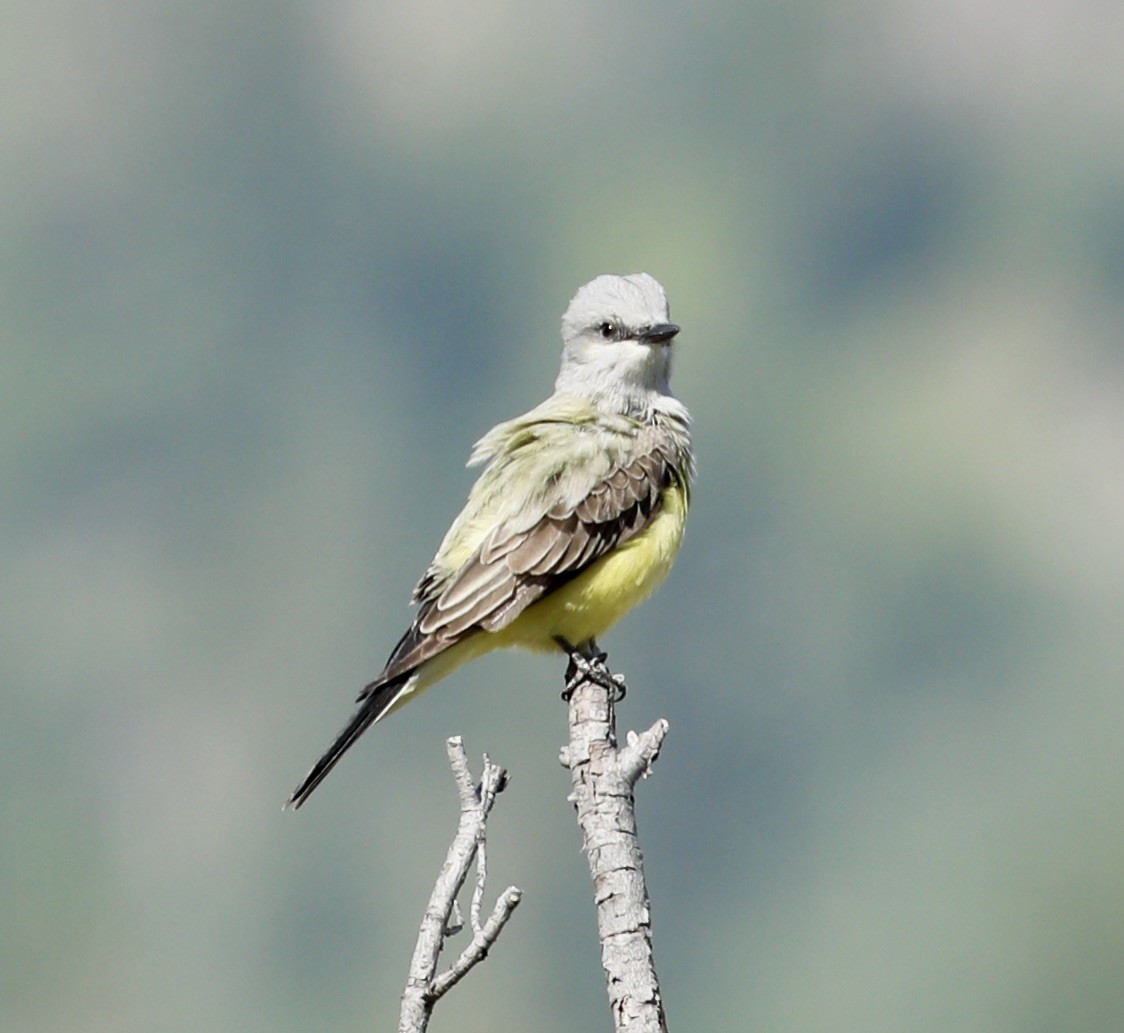 Western Kingbird - Barbara Ferraro