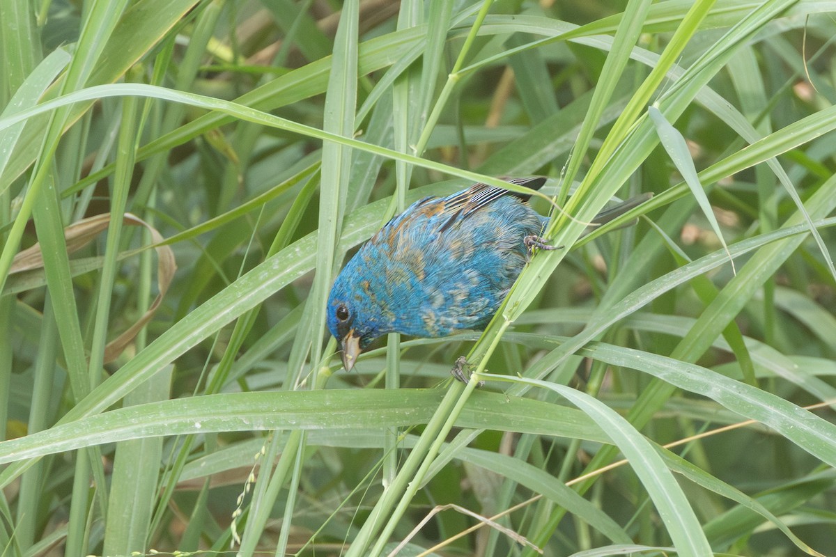 Indigo Bunting - Michael Henry