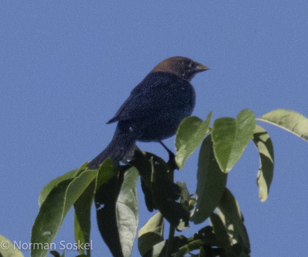 Brown-headed Cowbird - Norman Soskel