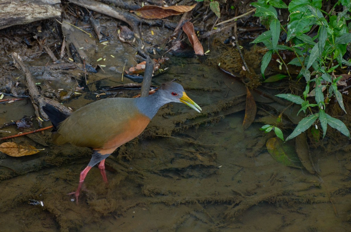 Gray-cowled Wood-Rail - joao ferreira