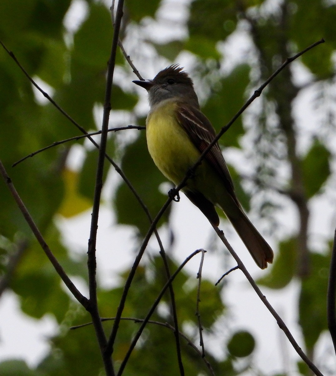 Great Crested Flycatcher - Shirley Andrews