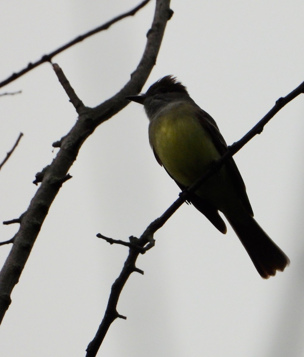 Great Crested Flycatcher - Shirley Andrews