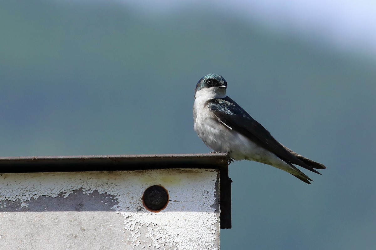 Tree Swallow - Barbara Ferraro