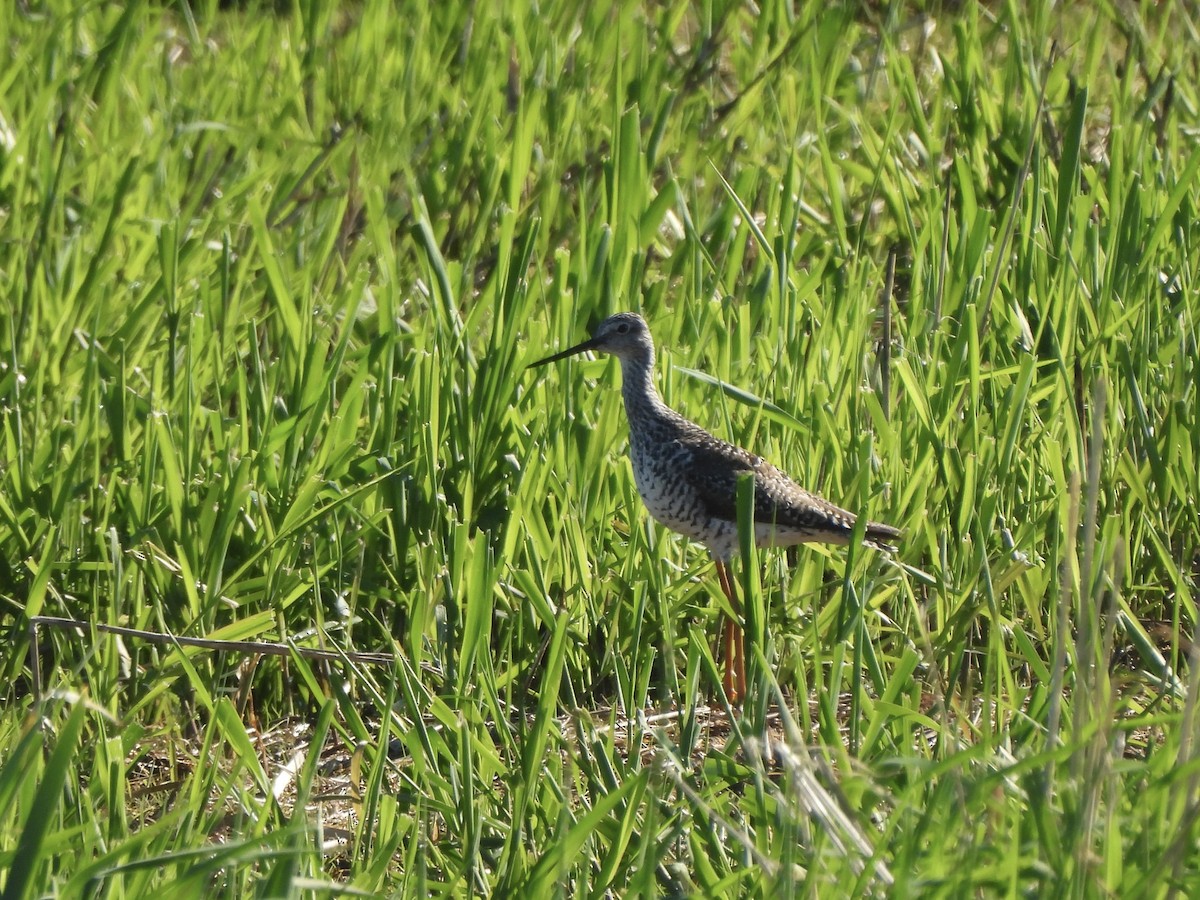 Greater Yellowlegs - ML618837162