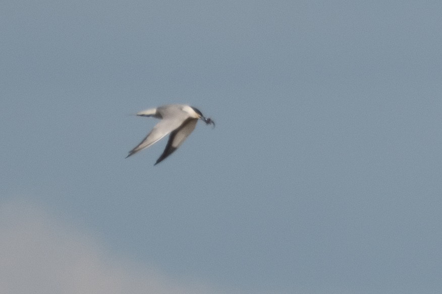 Gull-billed Tern - Ana Amaral