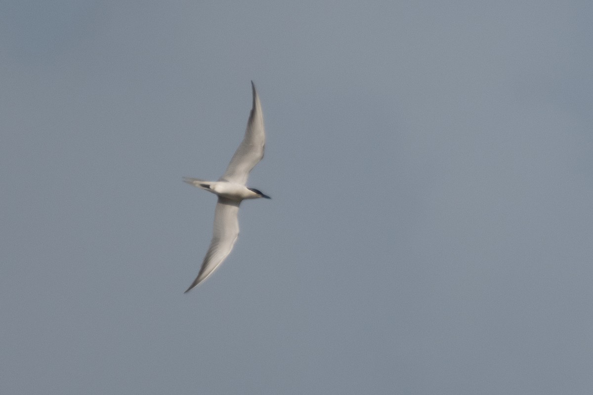 Gull-billed Tern - Ana Amaral