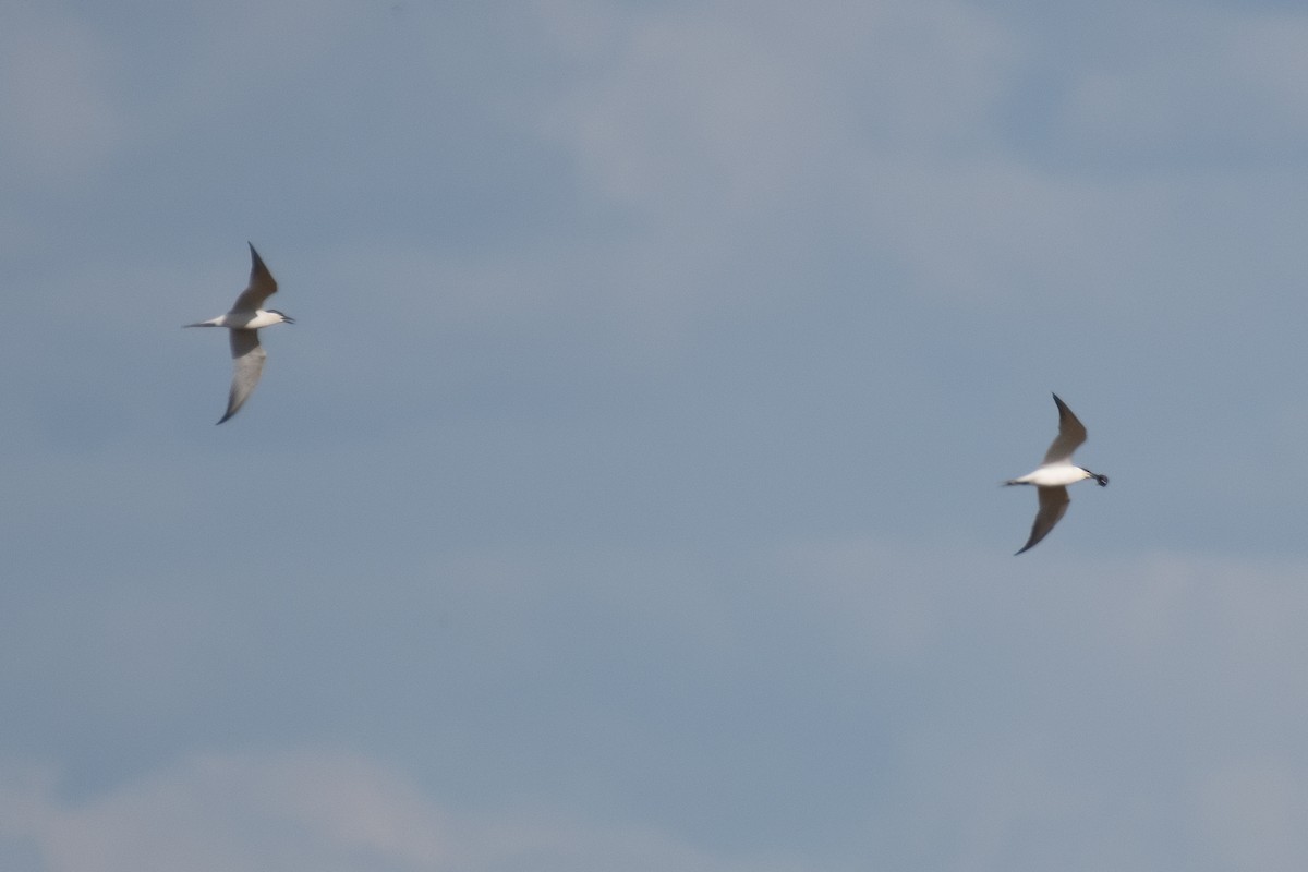 Gull-billed Tern - Ana Amaral