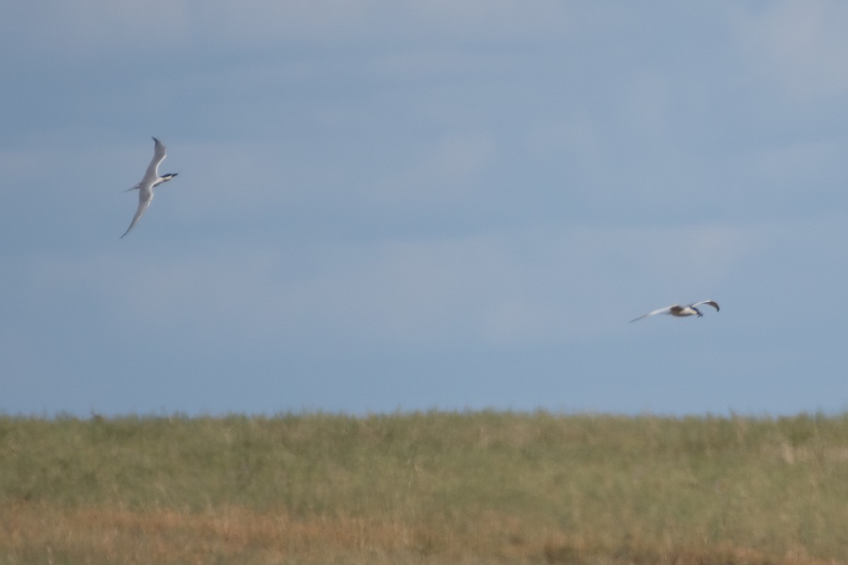 Gull-billed Tern - Ana Amaral