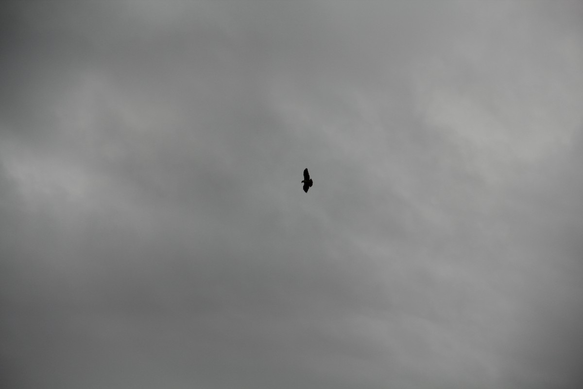 Red-tailed Hawk - Texas Bird Family