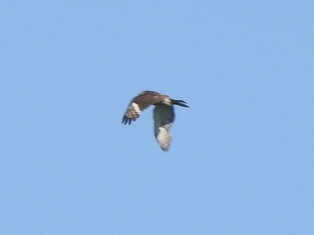 Red-shouldered Hawk - ML618837192