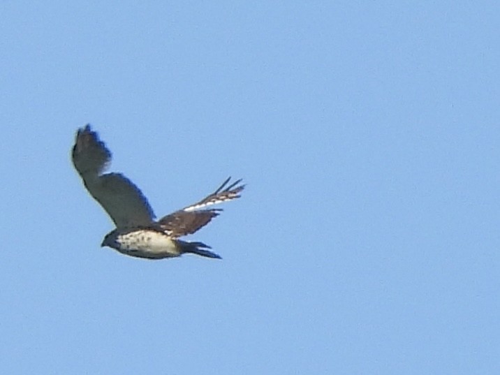 Red-shouldered Hawk - ML618837194