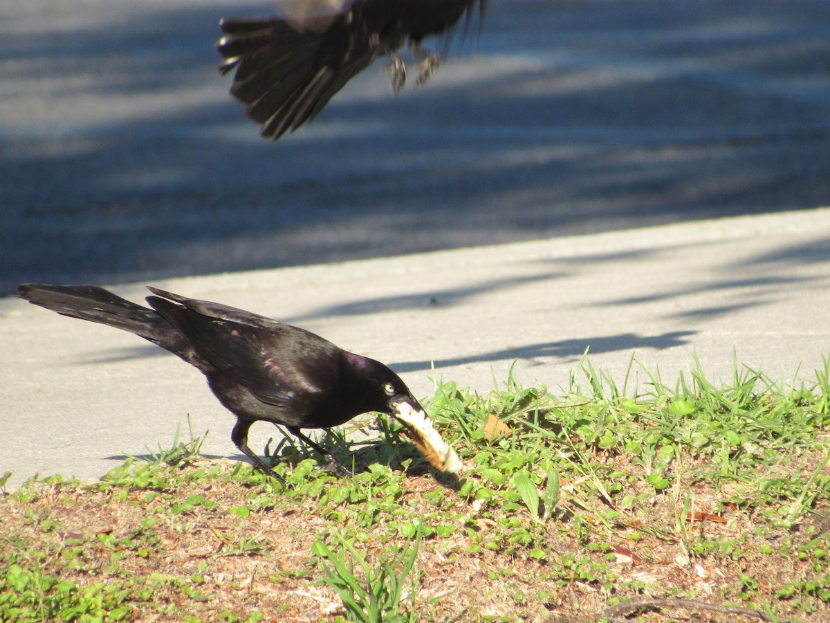 Common Grackle - jerry hutchinson