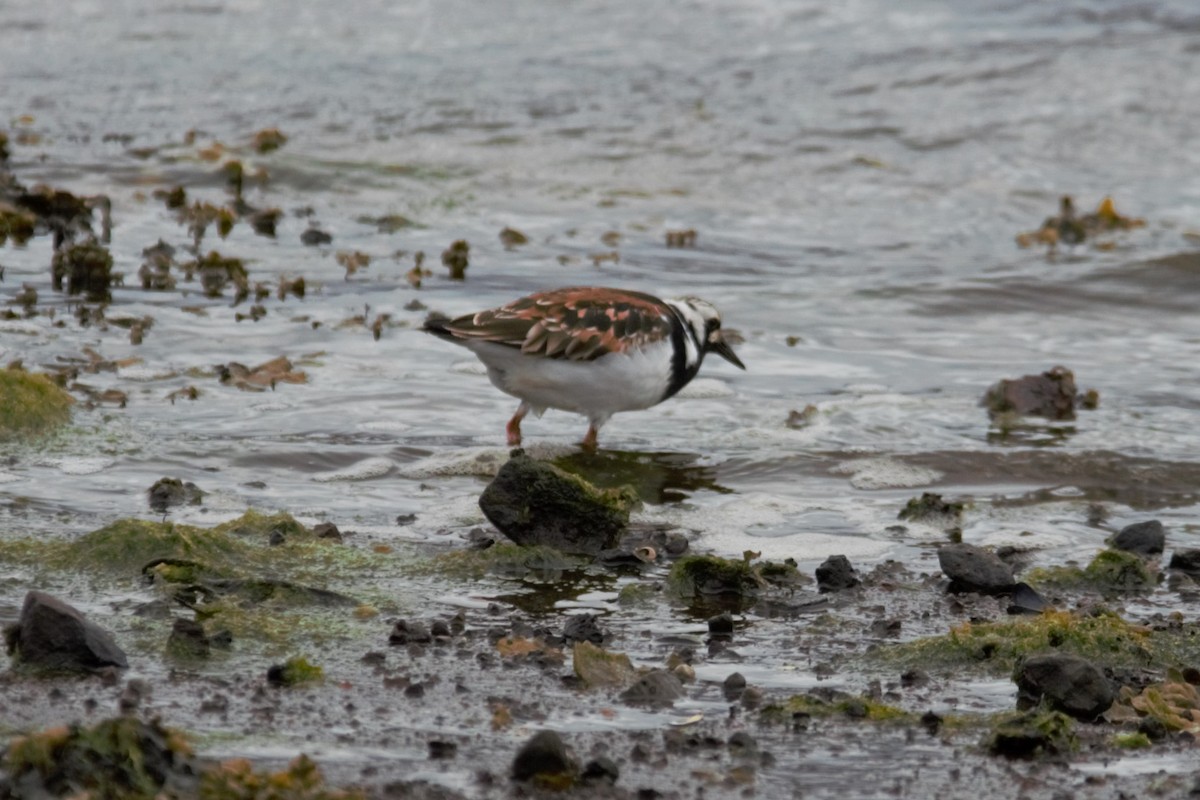 Ruddy Turnstone - L Z