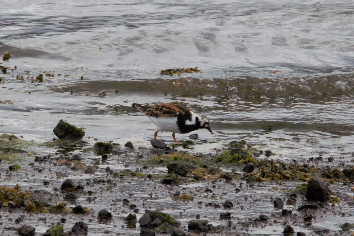 Ruddy Turnstone - L Z