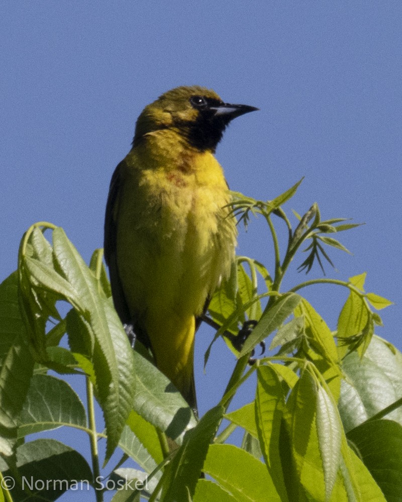 Orchard Oriole - Norman Soskel