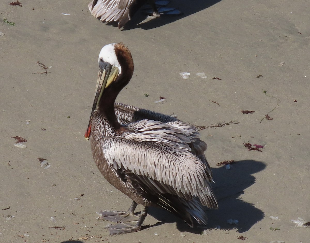 pelikán hnědý - ML618837218