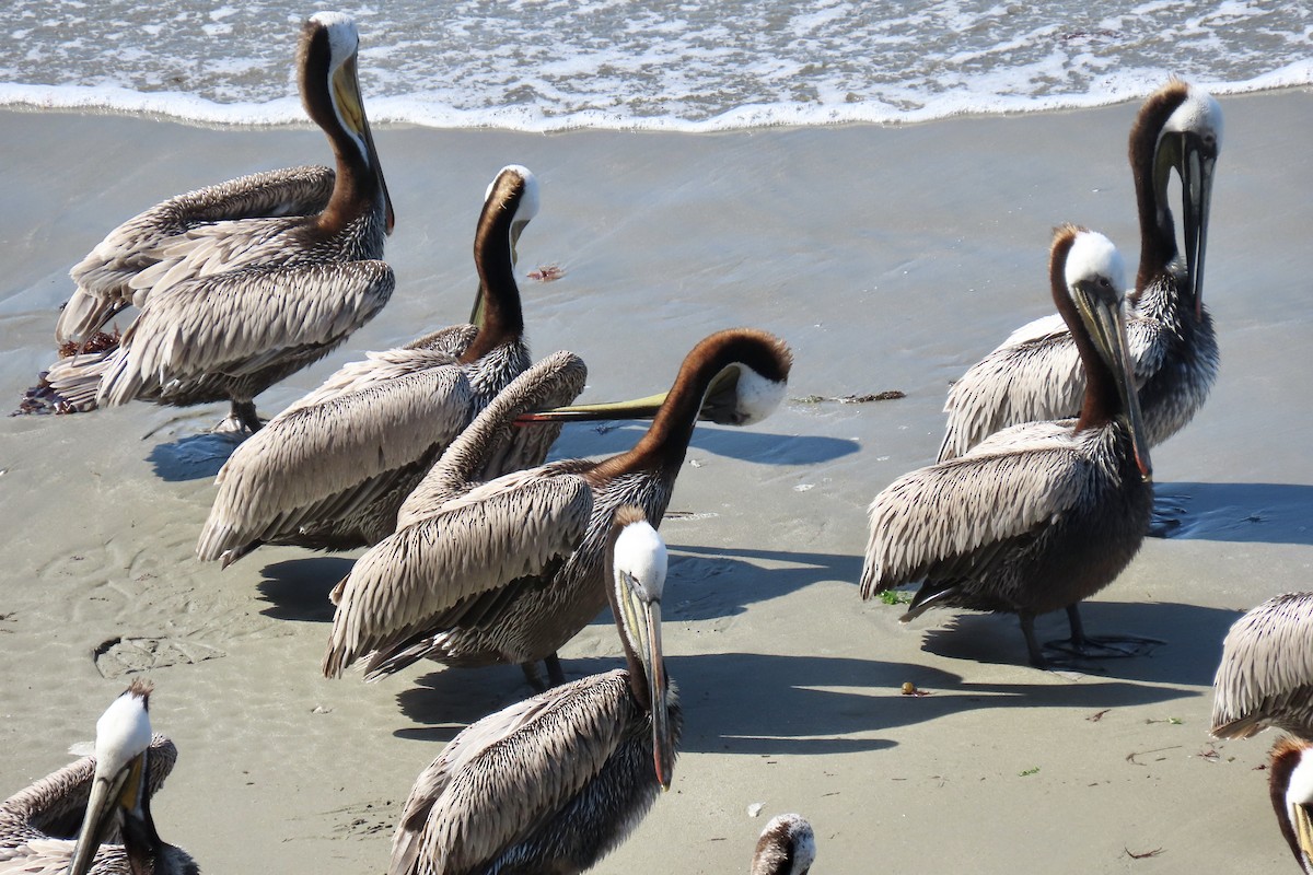 Brown Pelican - Kaaren Perry