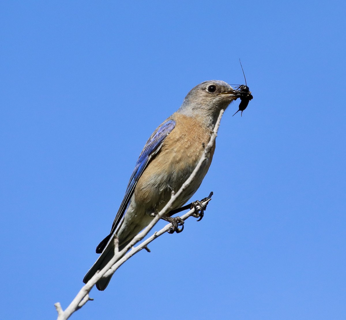 Western Bluebird - Barbara Ferraro