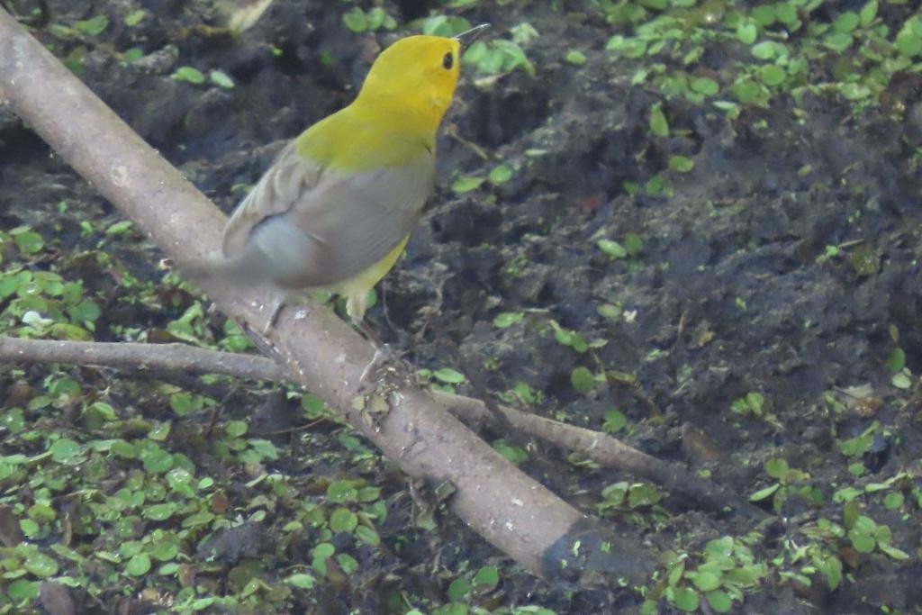 Prothonotary Warbler - Leigh Toborowsky