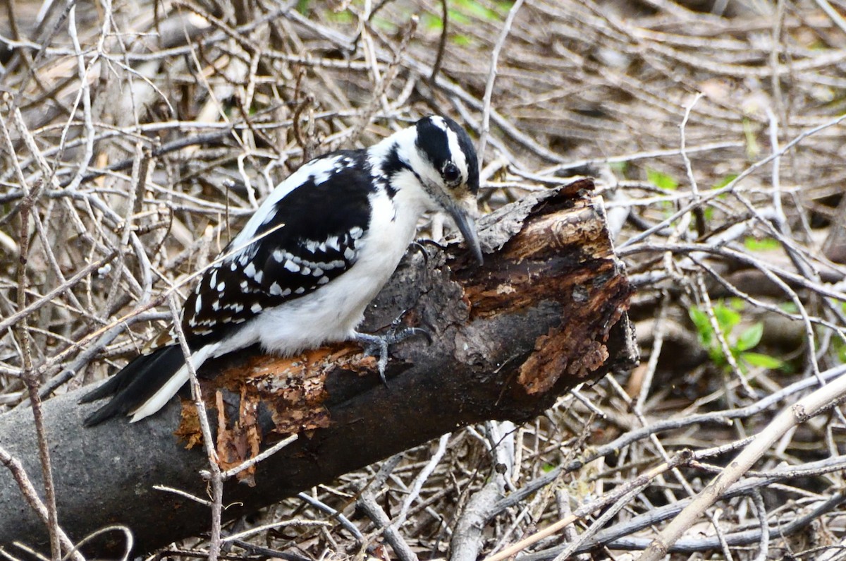 Hairy Woodpecker - Paul Barrette