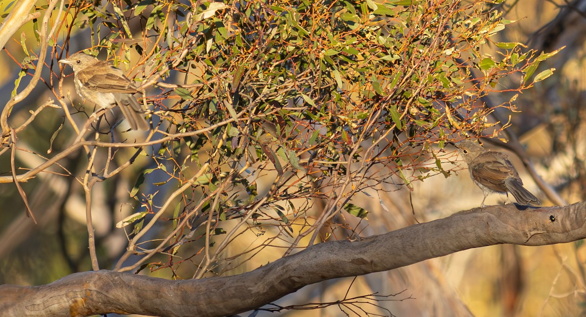 Gray Shrikethrush - Pedro Nicolau