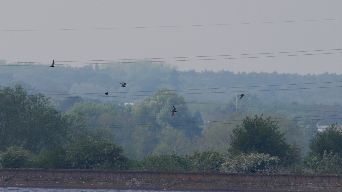 Black Tern - Ben Sheldon