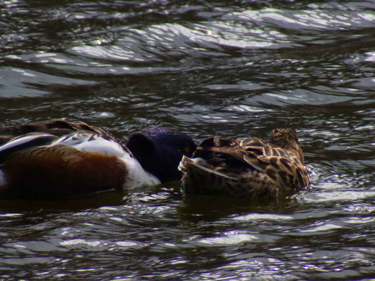 Northern Shoveler - Ishmael Majeed