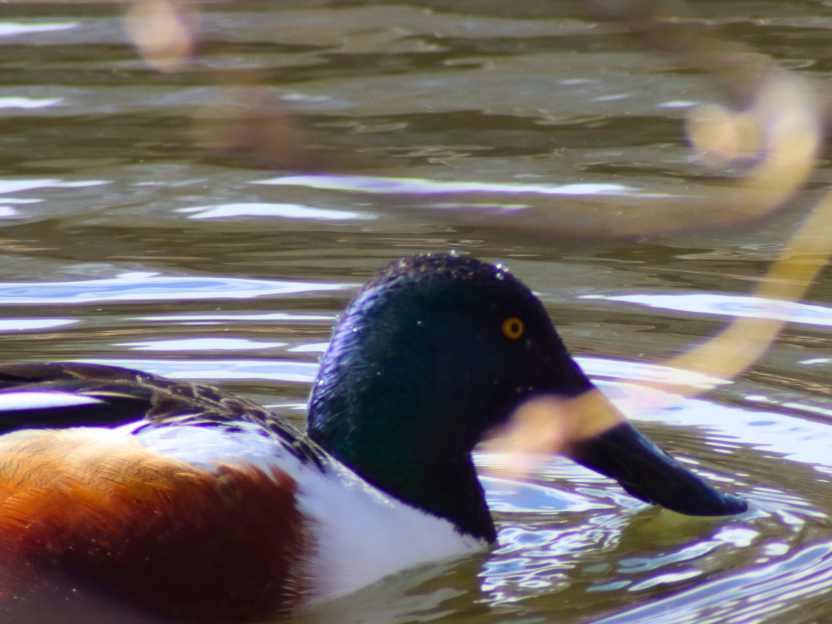 Northern Shoveler - Ishmael Majeed