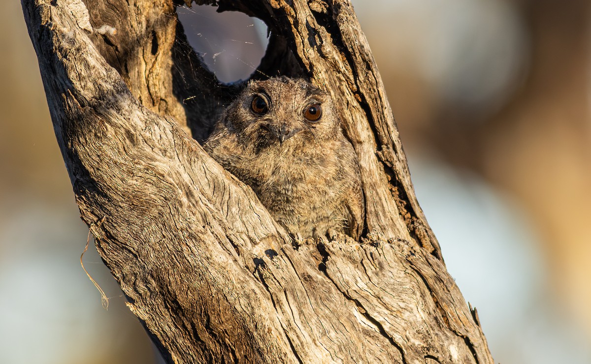 Australian Owlet-nightjar - Pedro Nicolau