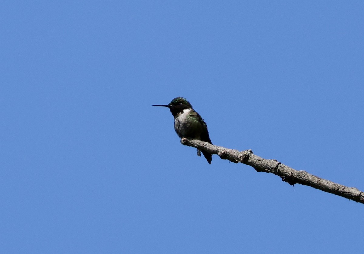 Ruby-throated Hummingbird - Rand Quinn