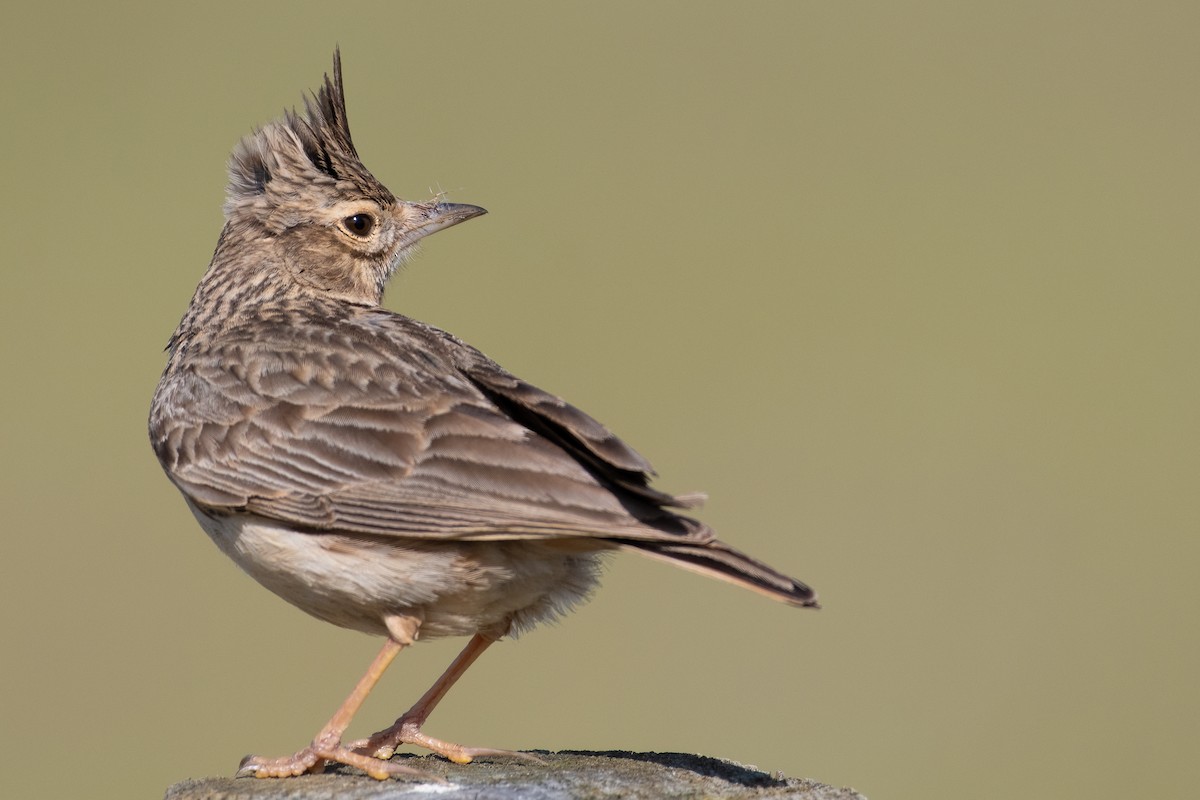 Crested Lark - Ana Amaral